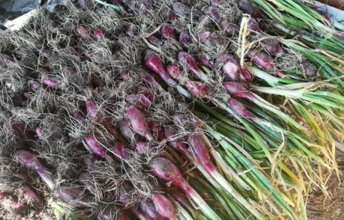 Azienda agricola Dolce Luna