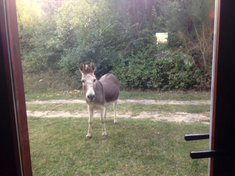 Agriturismo Basaletto
