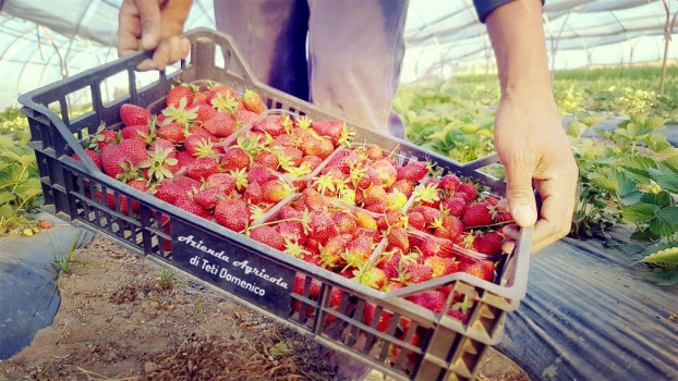 fragole