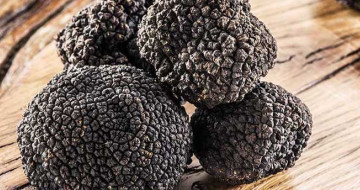 Caccia al tartufo con degustazione a Cuneo