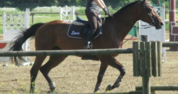  Piccoli Stallieri + Attività giro in Pony