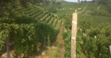 Degustazione Vini e visita in vigna a Cuneo 