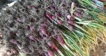 Azienda agricola Dolce Luna