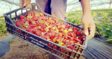 Azienda Agricola Teti Domenico